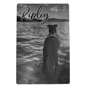 Brushed Silver Aluminum Photo with Pet's Name