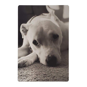 Modern Metallic 4" x 6" Pet Photo Prints - Brushed Silver